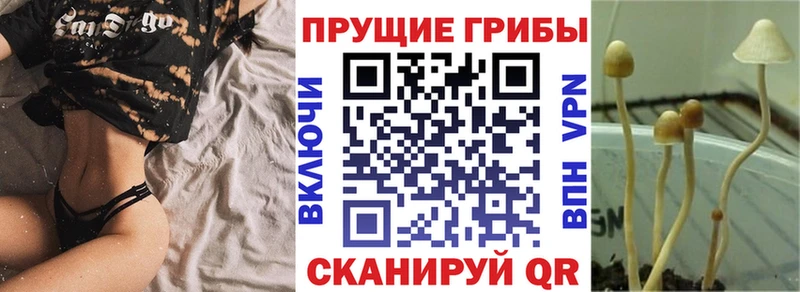 Купить закладки  Славянск-на-Кубани  Псилоцибиновые грибы MAGIC MUSHROOMS 